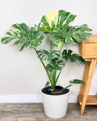 Large