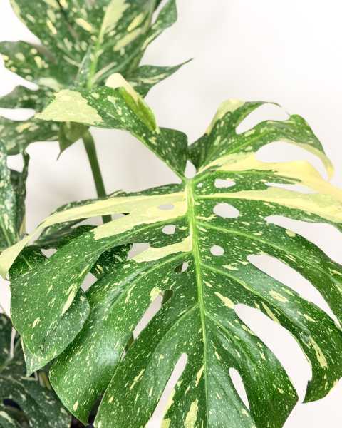 Foliage 2 Foliage 2