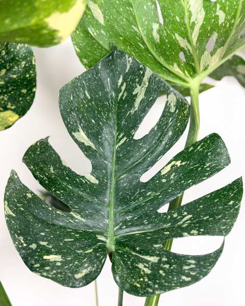Foliage 1 Foliage 1