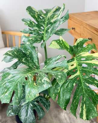 Monstera deliciosa 'Thai Constellation'