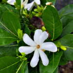 Tahitian Gardenia