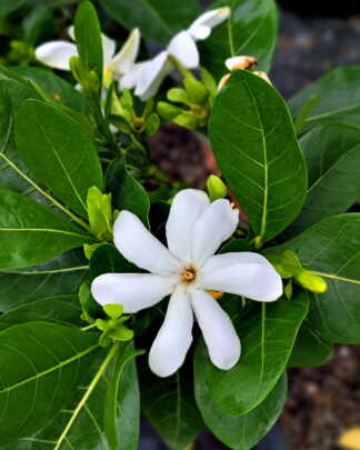Tahitian Gardenia