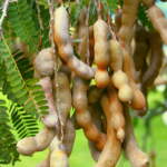 tamarind