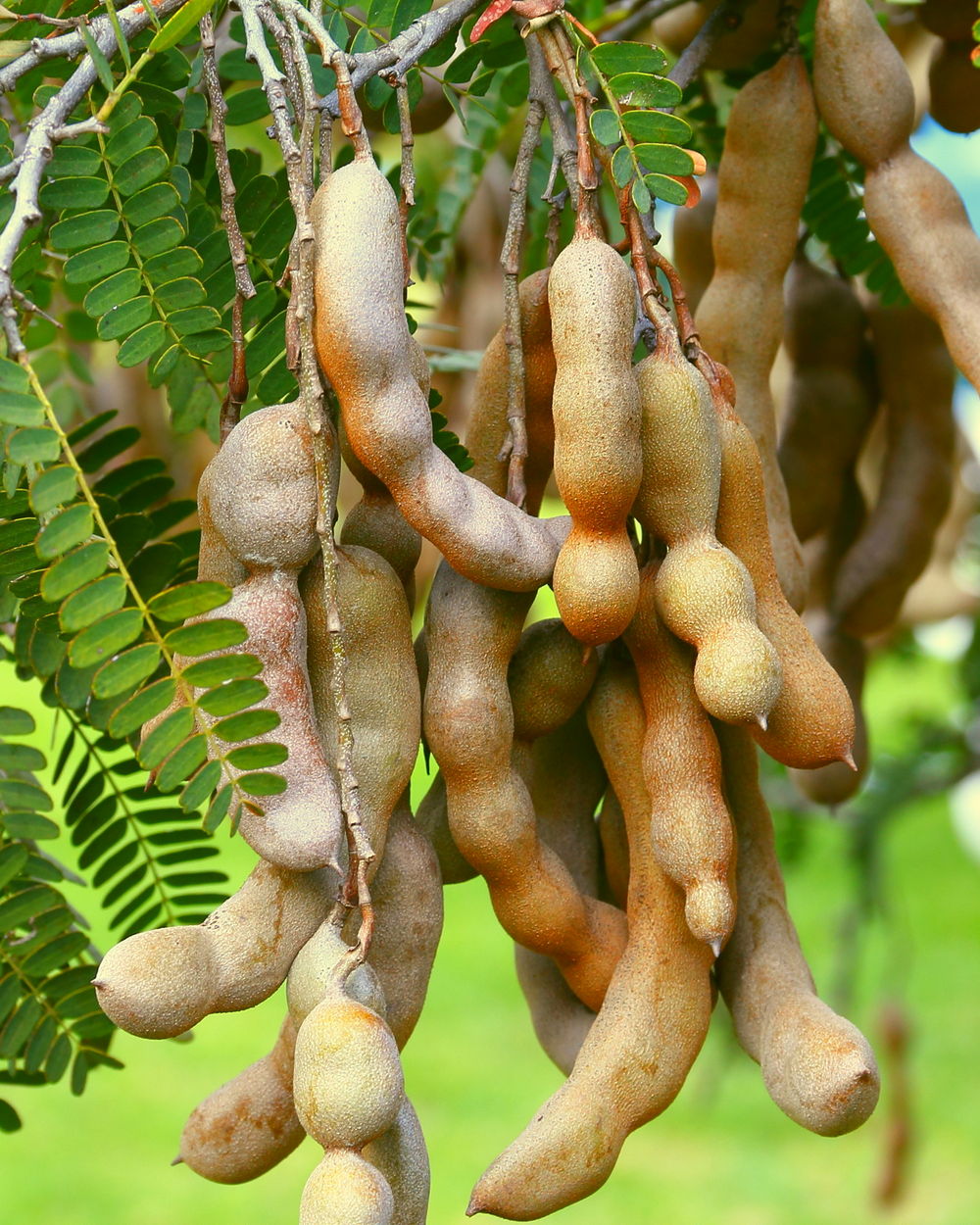 Buy Tamarindus Indica Tamarind Free Shipping Over 100