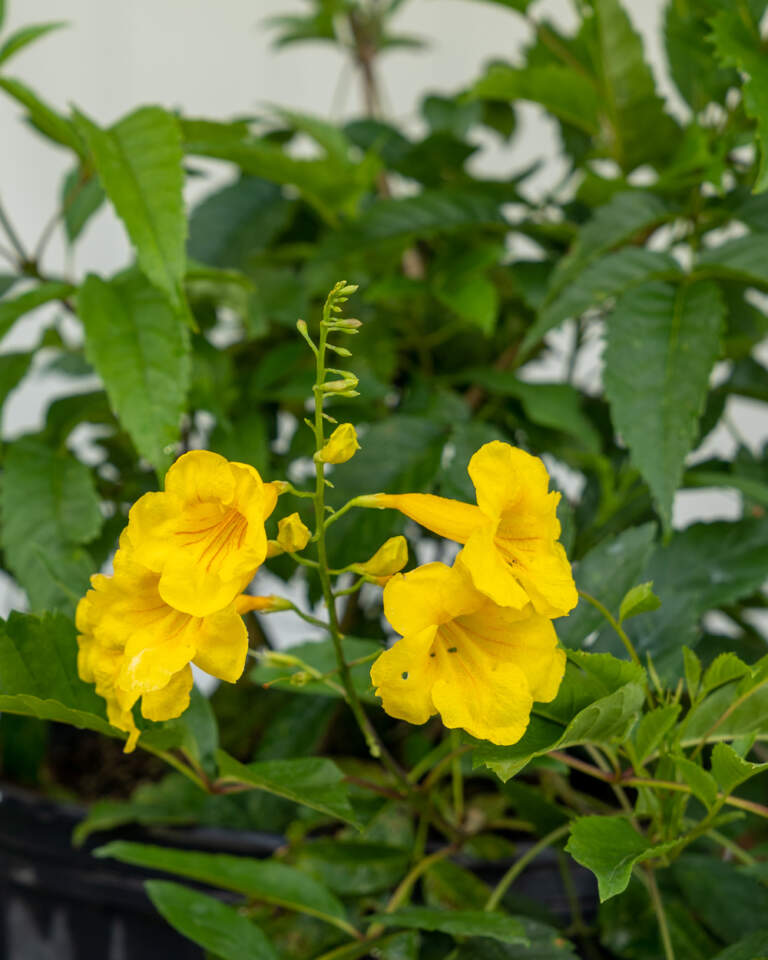 Buy Esperanza Plant, Stans Online Yellow Elder Plant
