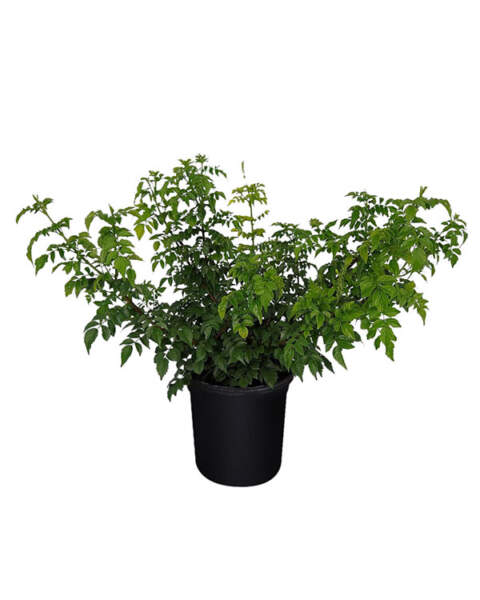 Large Bush
