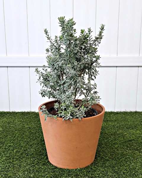 Large, Bush Large, Bush
