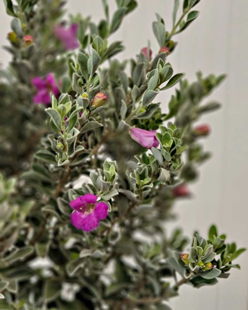 Texas Sage
