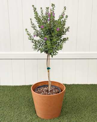 Texas Sage Green