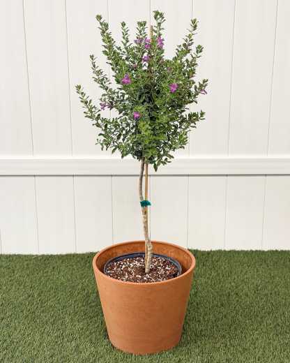 SAGE TXL710-3＃0 Texas Sage Green | PlantVine