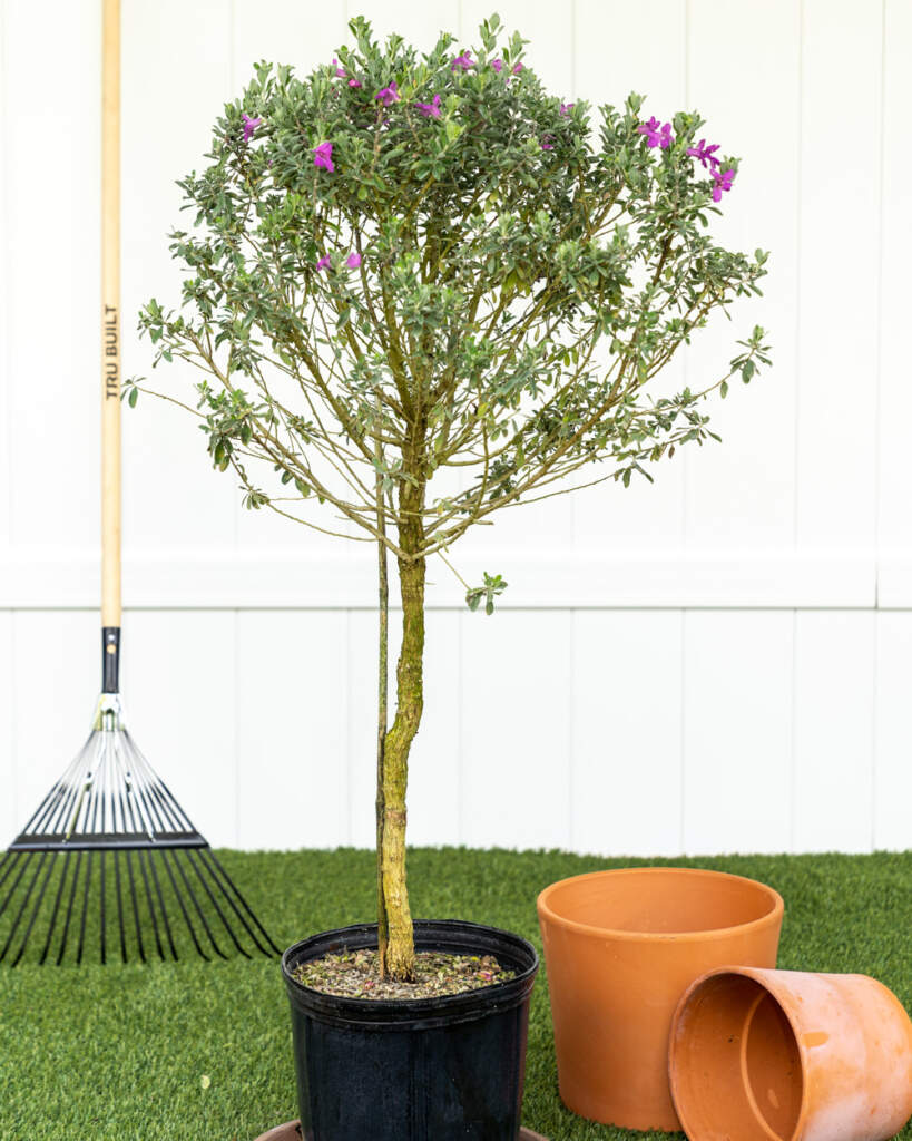 Texas Sage PlantVine