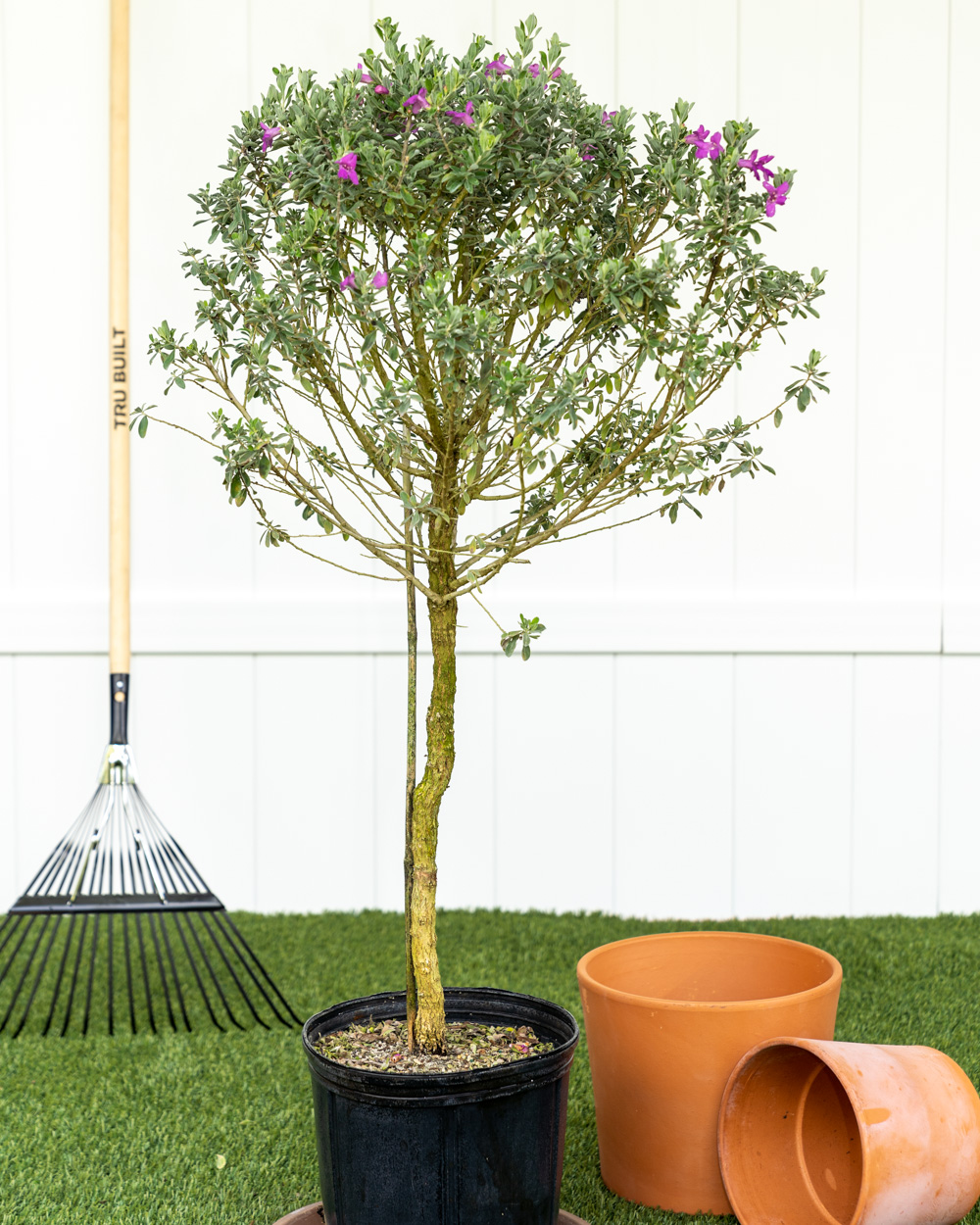 Buy Leucophyllum frutescens, Texas Sage, Cenizo, Barometer Bush