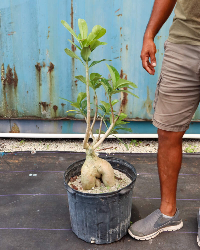 Adenium Obesum (Desert Rose) – Avalon - Plants & Gifts