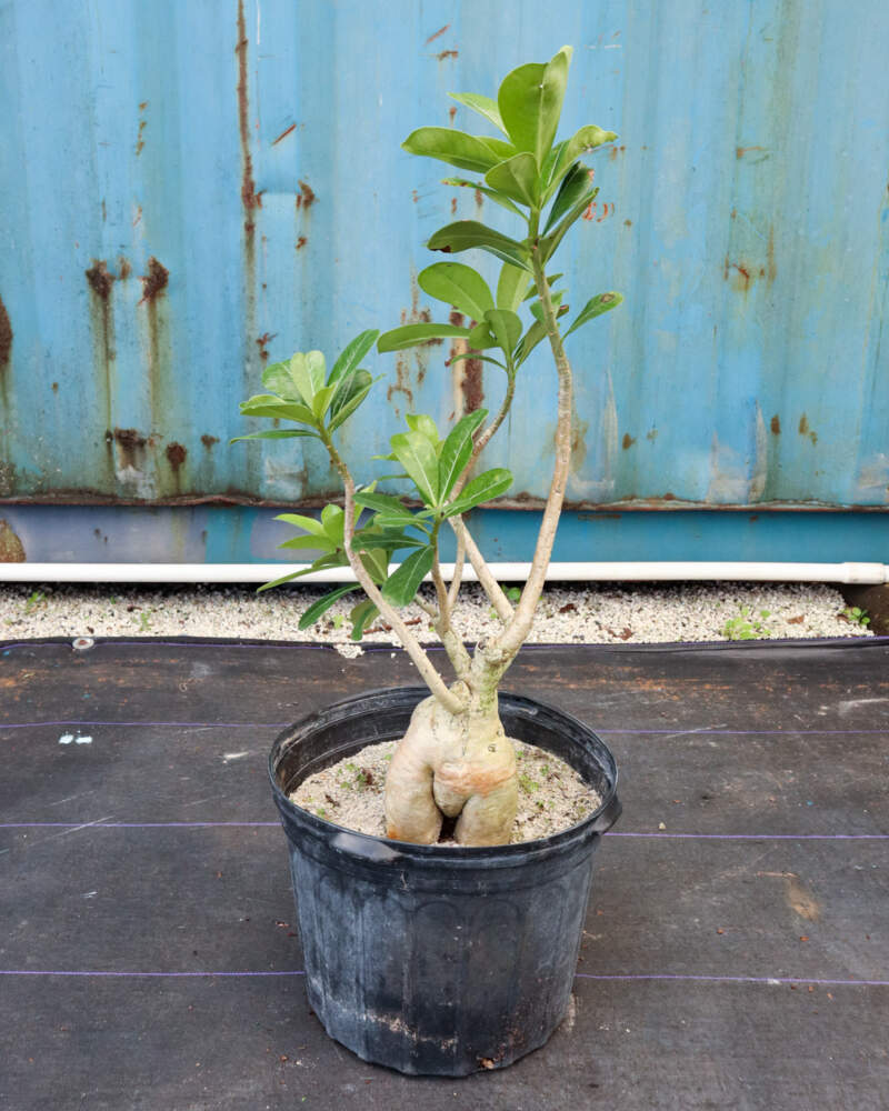 Desert Rose (Adenium obesum) Miami: Desertscapes - Local Cacti and  Succulents Plants Delivery Miami, Florida