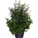 thunbergia erecta large