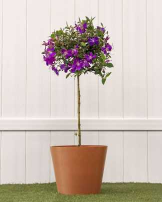 Tibouchina lepidota, Purple Glory Bush - Large, Tree