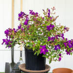 tibouchina lepidota flowers large bush