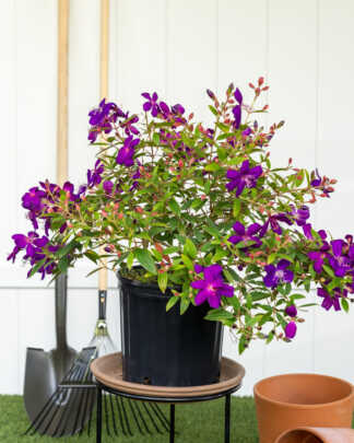 tibouchina lepidota flowers large bush
