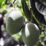 Tommy Atkins Mango