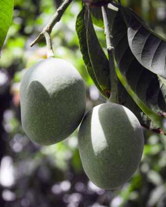 Tommy Atkins Mango