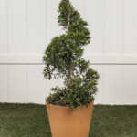 Topiary Spiral