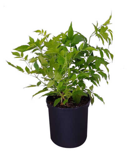 Large Bush