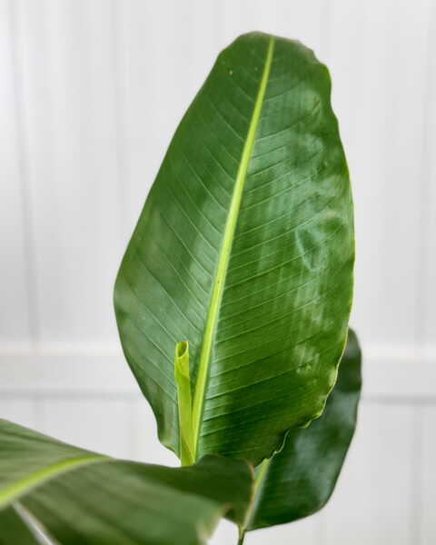 Foliage Foliage