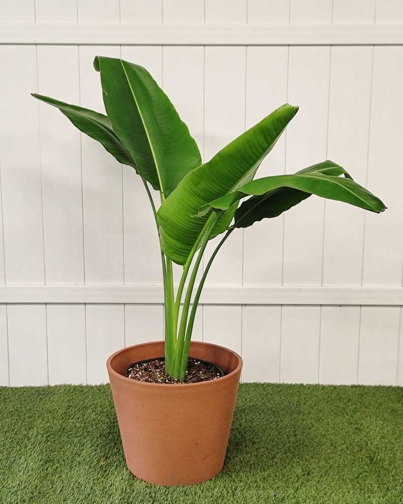 Traveler's Palm