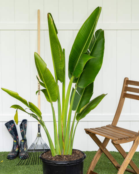 Ravenala Madagascariensis Palm, Travellers Tree or