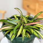 Tri-Color Hoya Wayetii