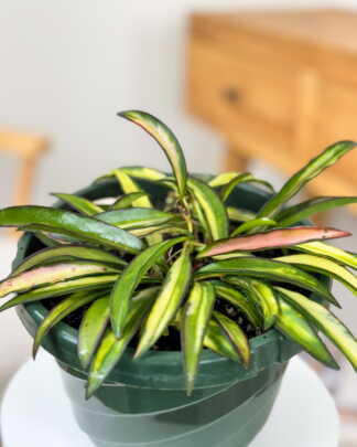 Tri-Color Hoya Wayetii