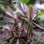 tricolor oyster plant