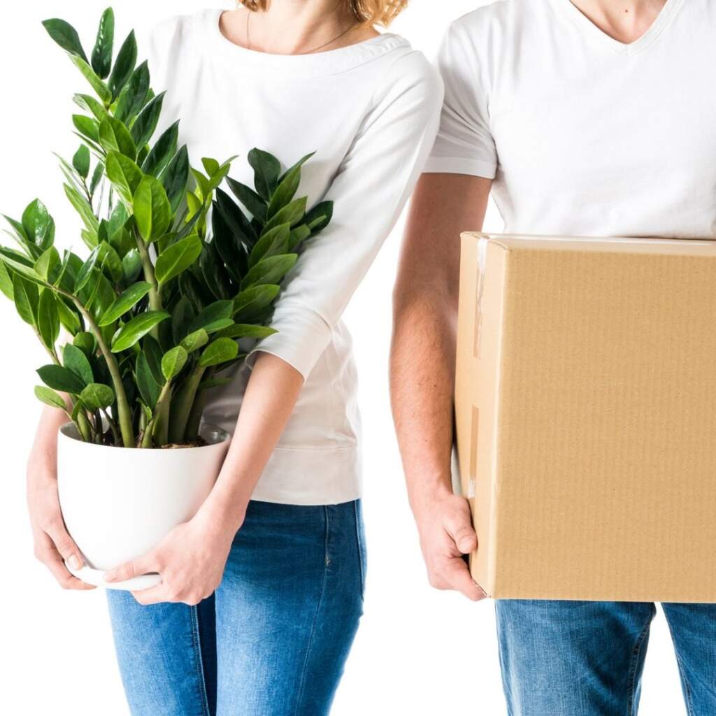 Untitled design (19) Plants and Box