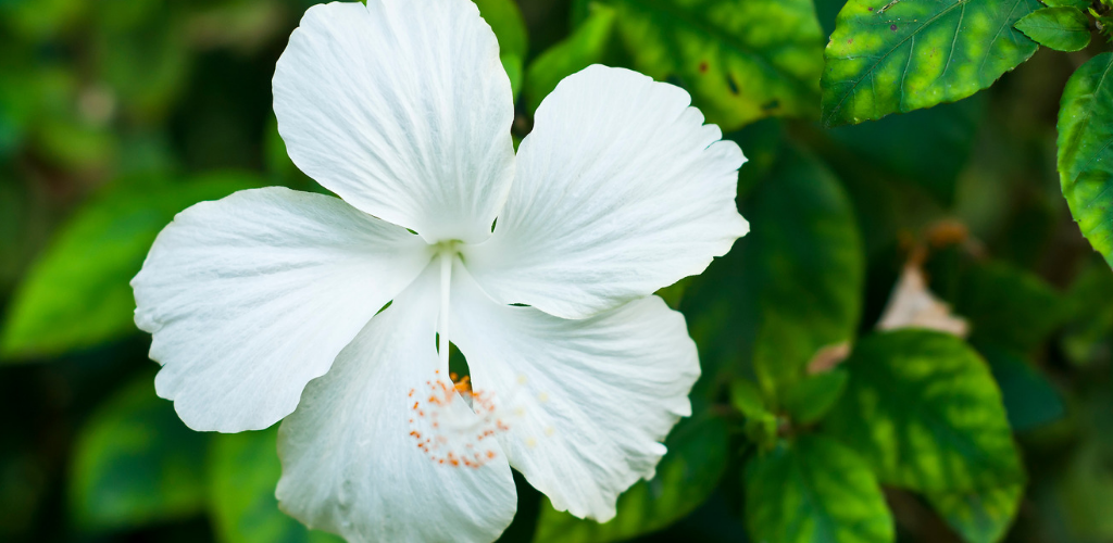 Untitled design (2) Flower Close Up