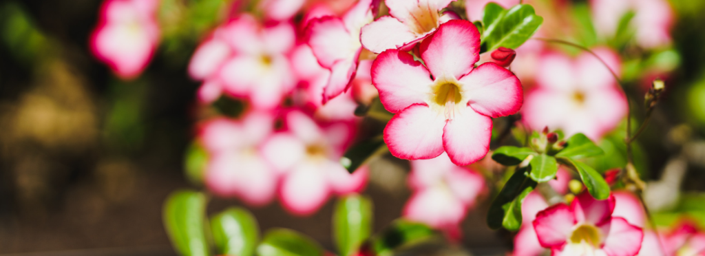 Untitled design (5) Desert Rose Flower Zoom