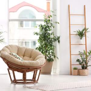 Plants in Home Plants in Home