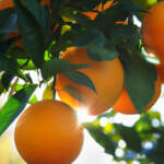 valencia orange
