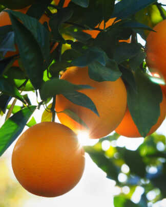 valencia orange