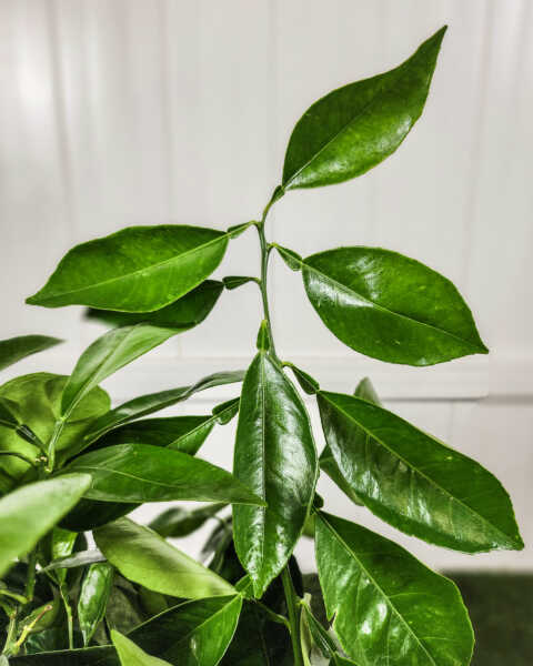 Foliage