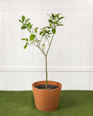 Valenica Orange