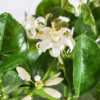 Valencia Orange