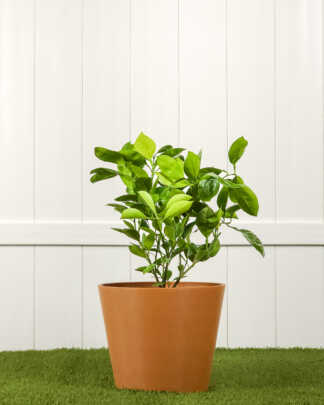 Valenica Orange