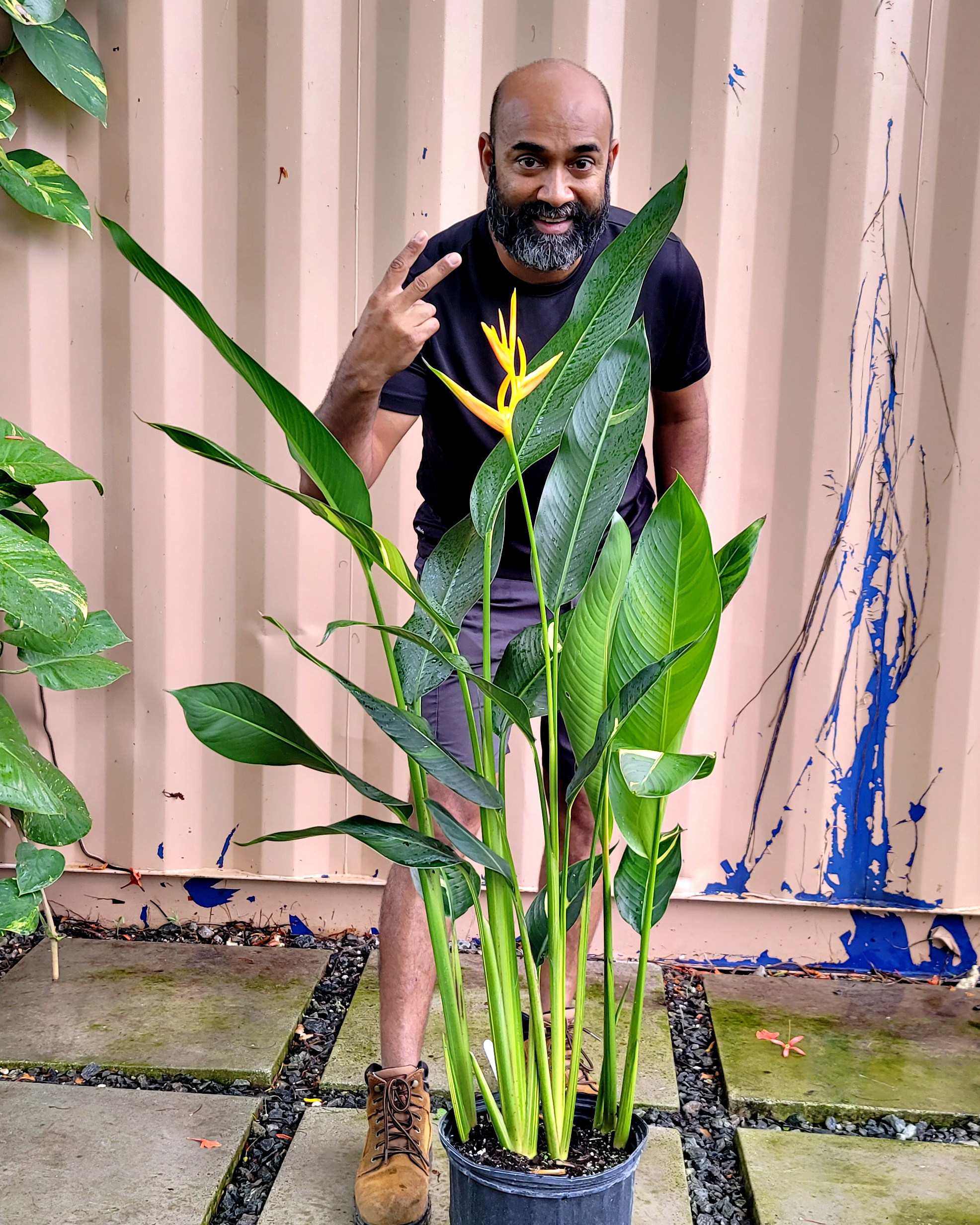 Variegated Heliconia ‘Golden Torch’ | PlantVine