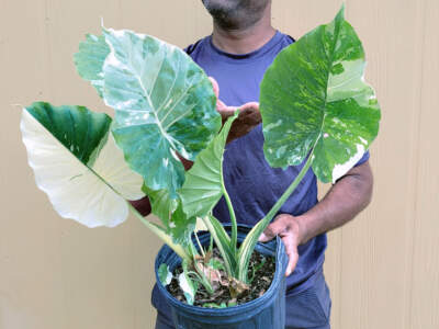 Variegated Alocasia