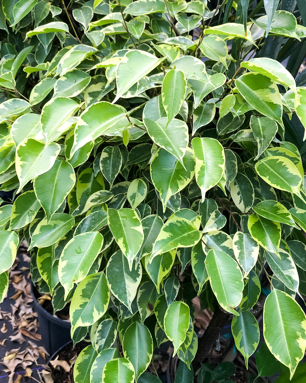 Pruning A Ficus Tree That Has Lost All Of Its Leaves Pruning A Ficus Tree That Has Lost All Of Its Leaves