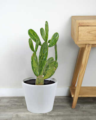 Variegated Cactus