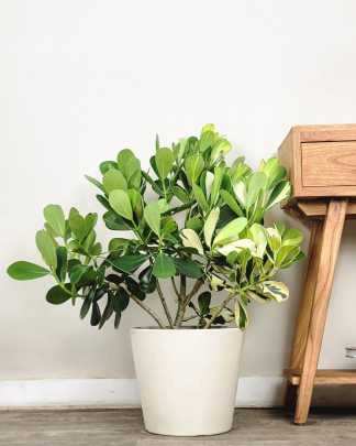 Variegated Clusia guttifera - Large