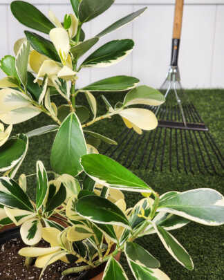 Variegated Clusia