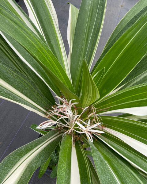 Foliage