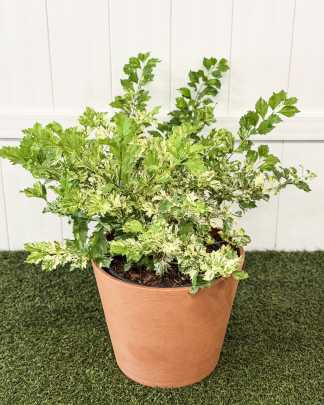 Large, Bush